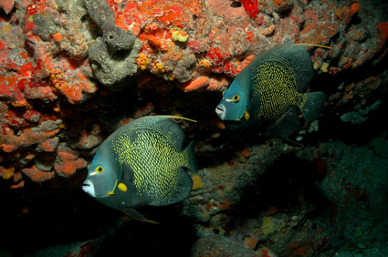 anges deshaies gwadaloisirs plong&eacute;e GLP diving
